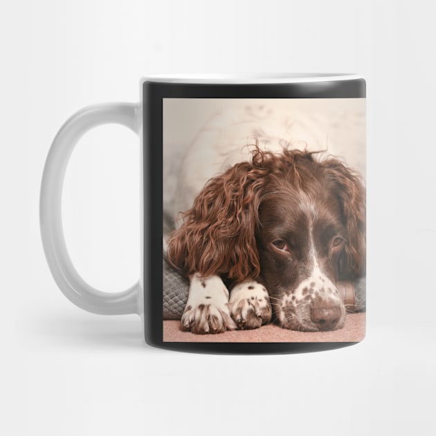 English springer spaniel by Robert john